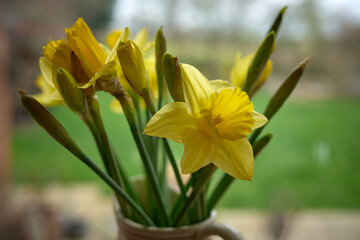 daffodils in spring
