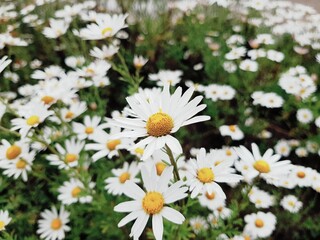 White and pretty daisy flower