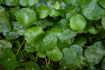 Close up of Daun Pegagan, Centella asiatica leaves with water splash