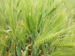 Green wheat growing in field