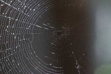 spider web with water drops on it representing the concept of network and connectivity. shallow...