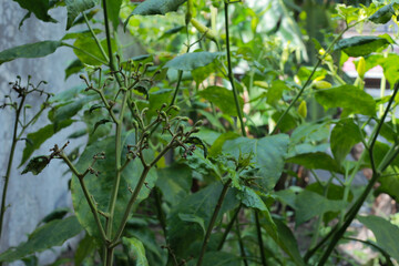 young green cayenne pepper plants