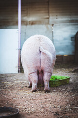 Portrait of a Vietnamese pig from behind