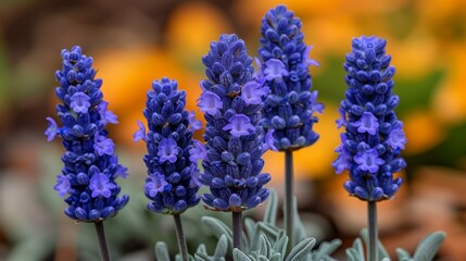  A cluster of purplish blooms set against a sunlit, floral backdrop with surrounding lavender blossoms