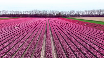 pink fields in spring in the netherlands drone video