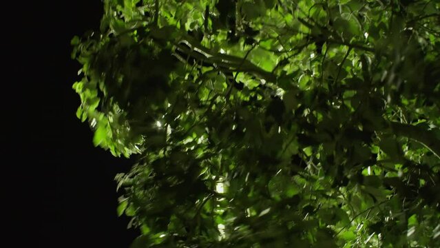 An image showing the intense glow of a streetlight as it filters through the dense foliage of a tree, contrasting with the dark night sky in the background