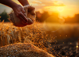 Farmer pours handful of wheat grains in the field at sunset. - obrazy, fototapety, plakaty