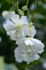 Fototapeta premium 白いベゴニア