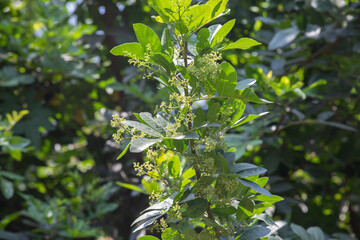 Pink pepper molle tree in Lima Peru