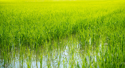 Obraz premium Lush green paddy in rice in water field. Spring and Summer
