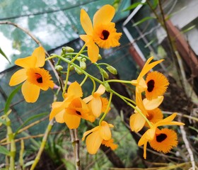 Dendrobium nobile, commonly known as the noble dendrobium, is a member of the family Orchidaceae. It has become a popular cultivated decorative house plant as it produces colourful blooms. 