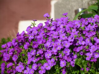 Beautiful flowers after rain in spring