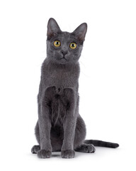 Cute Korat kitten, sitting up facing front. looking straight to camera. Isolated on a white...