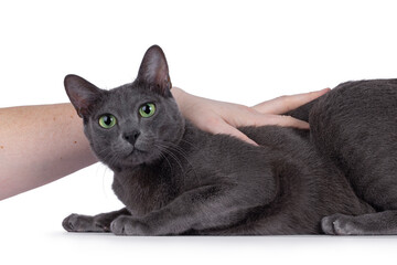 Young adult Korat cat, laying down side ways. Looking straight to camera with mesmerizing green eyes. Human hand stroking cat. Isolated on a white background.