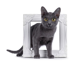 Cute Korat kitten, standing through white picture frame. Looking straight to camera. Isolated on a white background.
