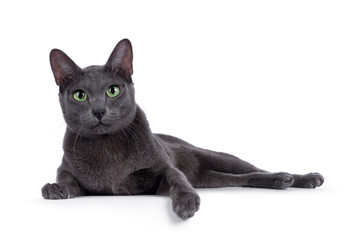 Young adult Korat cat, laying down on an edge. Looking straight to camera with mesmerizing green eyes. Isolated on a white background.