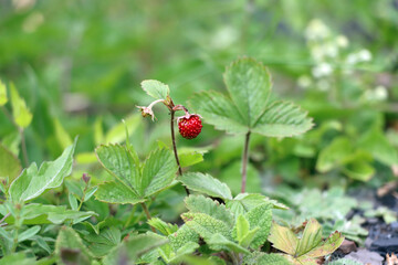 A bright red fresh forest strawberry closeup with blossom