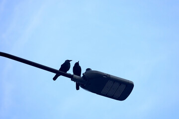 Closeup of a Common Raven (Corvus corax)