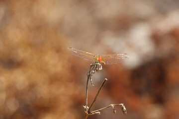 Closeup of a dragonfly sitting on a dry branch with brown background