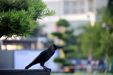 Carrion crow (Corvus corone) blackbird