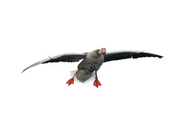 wild Gray Goose in flight isolated on white background - 768745009