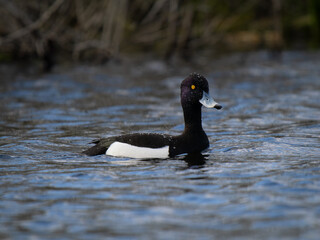 male tufted duck swimming on a lake. - 768745012