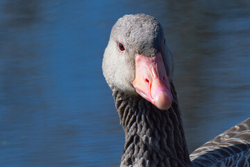 portrait of a wild gray goose on a background of water - 768745025