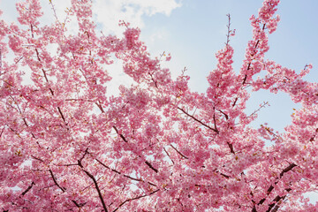 pink cherry blossoms on blue sky