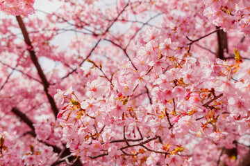 sakura flower (cherry blossom) in spring.