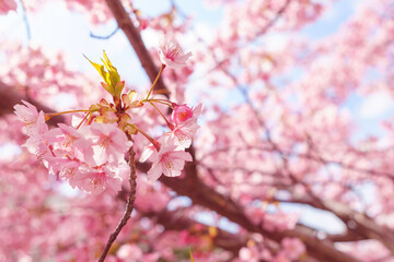 sakura flower (cherry blossom) in spring.