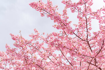 pink cherry blossoms on blue sky