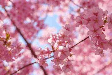 pink cherry blossoms on blue sky