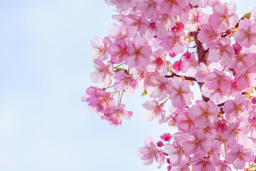 pink cherry blossoms on blue sky