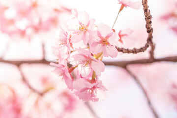 Obraz premium sakura flower (cherry blossom) in spring.
