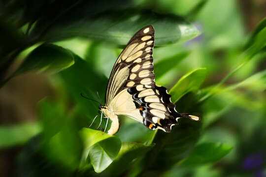 SwallowTail Butterfly on Citrus Leaf