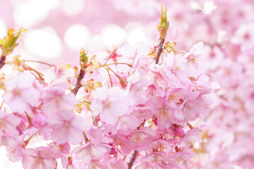 sakura flower (cherry blossom) in spring.