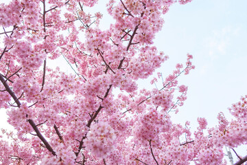 pink cherry blossoms on blue sky