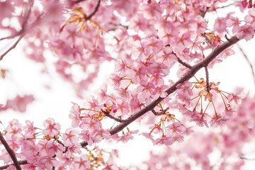sakura flower (cherry blossom) in spring.