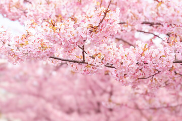 sakura flower (cherry blossom) in spring.