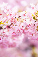 sakura flower (cherry blossom) in spring.