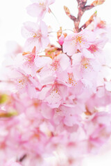 sakura flower (cherry blossom) in spring.