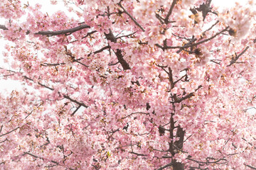 sakura flower (cherry blossom) in spring.