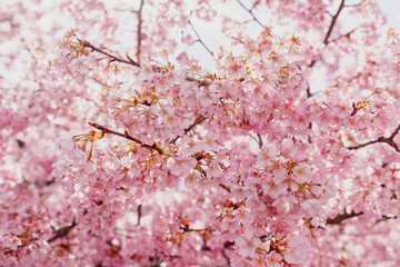 sakura flower (cherry blossom) in spring.
