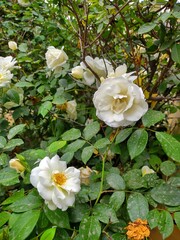 white rose in the garden
