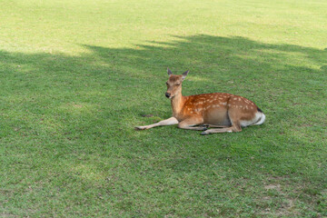 木陰の芝生の上で寝そべる鹿
