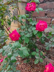 pink roses in a garden