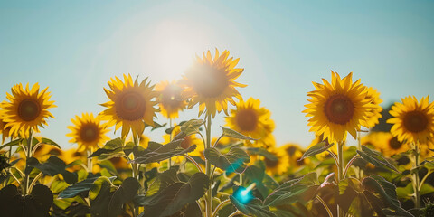 The sun's rays create silhouettes of sunflowers, capturing a moment of artistic tranquility - obrazy, fototapety, plakaty
