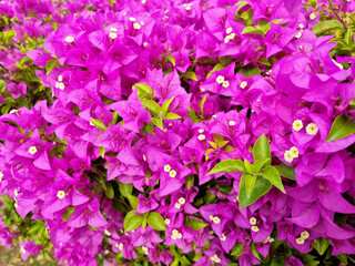 The beautiful purple Bougainvillea flowers in the garden.