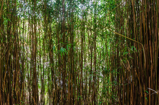 Tranquil bamboo screen at the side of a lake ideal for a background