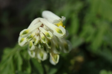 a macro shot of Pseudofumaria alba in the spring garden